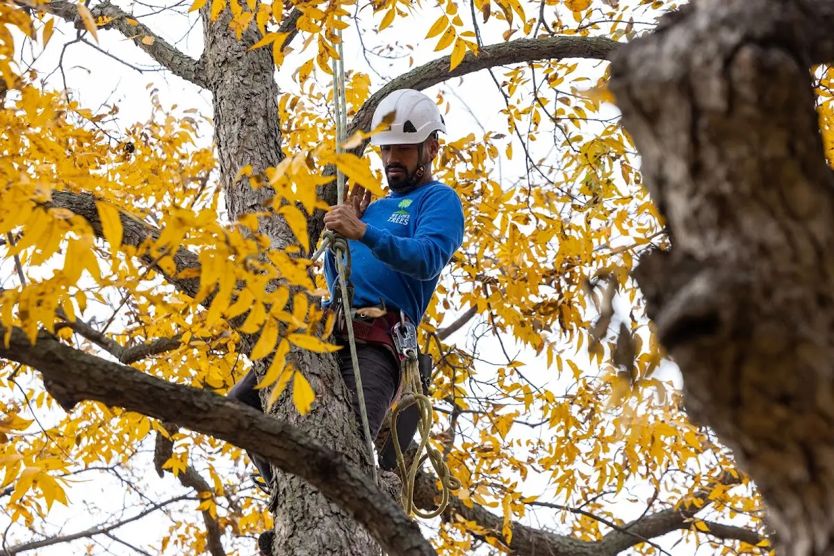Skilled Storm Damage Cleanup crew working in Danbury